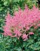 Astilbe Simplicifolia Edens Phoenix