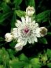 Astrantia Major Alba