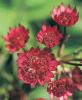 Astrantia Major Ruby Wedding