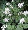 Dicentra Ivory Hearts