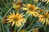 Echinacea Mango Meadowbrite