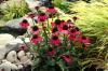 Echinacea Raspberry