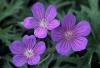 Geranium Nimbus