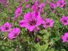 Geranium Patricia