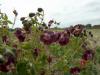 Geranium Phaeum Raven