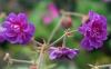 Geranium Pratense Plenum Violaceum