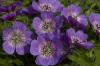 Geranium Sweet Heidi