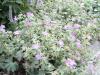 Geranium Wlassovianum