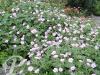 Geranium riversleaianum Mavis Simpson