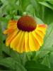 Helenium Sahins Early Flowerer