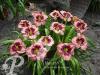 Hemerocallis Daring Deception