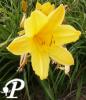 Hemerocallis Judgeor