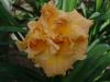 Hemerocallis Solid Geometry