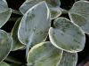 Hosta Aristocrat