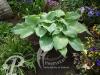 Hosta Blue Angel
