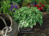 Hosta Blue Cadet