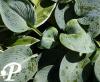 Hosta Buckshaw Blue