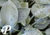 Hosta Camelot