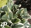 Hosta Chantilly Lace