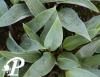 Hosta Deanas Dream