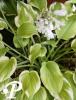 Hosta Delta Dawn