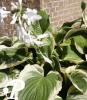 Hosta Diana Remenbered