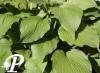Hosta Elisabeth