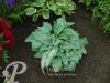 Hosta Hadspen Blue