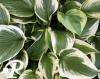 Hosta Honey Song