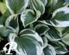 Hosta Independence