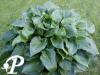 Hosta Invincible
