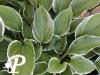 Hosta Lacey Belle