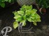 Hosta Lunar Eclipse