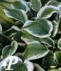 Hosta Mildred Seaver