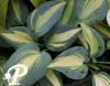 Hosta Mutant June
