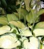Hosta Pauls Glory