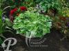 Hosta Pearl Lake