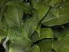 Hosta Red October