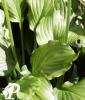 Hosta Starfry