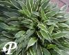 Hosta Stiletto