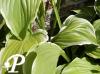 Hosta Sugar Cream