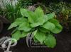 Hosta Sum and Substance