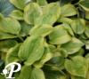 Hosta Summer Breeze