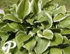 Hosta Summer Fragans