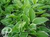 Hosta Summer Fragrance