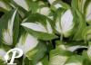Hosta Summer Music