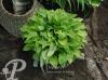 Hosta Sweet Susan