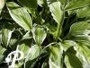 Hosta helenoides Albopicata