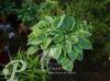 Hosta tokudama Flaviocircinalis