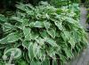 Hosta undulata Albomarginata